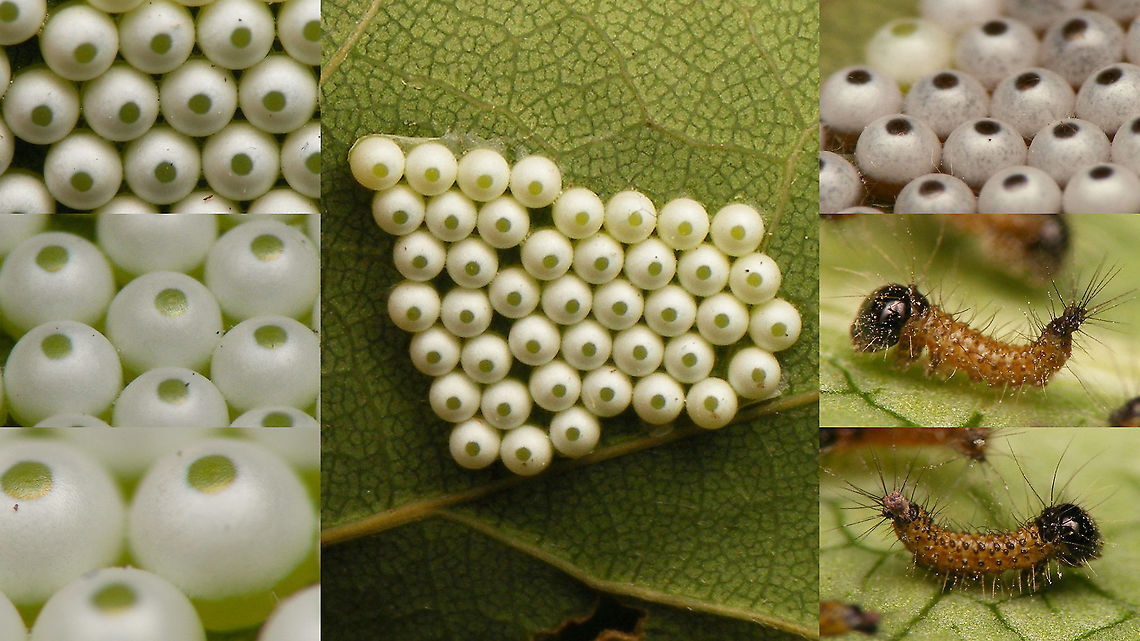 Phalera bucephala - Eggs etc. Quick &amp; dirty collage of a batch of Buff-tip eggs that we kept until the little caterpillars hatched, just to add an image of eggs for this species ... Buff-tip,Caterpillar,Eggs,Lepidoptera,Moth week 2020,Notodontidae,Phalera,Phalera bucephala,nl: Wapendrager,ovae