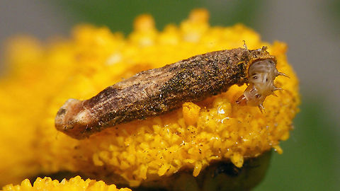 Coleophora tanaceti - Caterpillar peeking out  Coleophora,Coleophora tanaceti,Coleophoridae,Gelechioidea,Moth week 2020,Tanacetum vulgare,case,casebearer moth,caterpillar,nl: Boerenwormkruid,nl: Wormkruidkokermot
