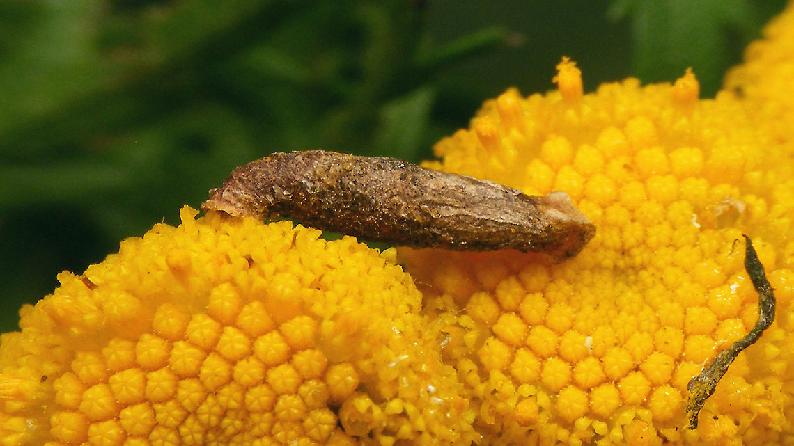 Coleophora tanaceti - Caterpillar in case on Tanacetum vulgare  Coleophora,Coleophora tanaceti,Coleophoridae,Gelechioidea,Moth week 2020,Tanacetum vulgare,case,casebearer moth,caterpillar,nl: Boerenwormkruid,nl: Wormkruidkokermot