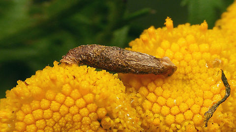 Coleophora tanaceti - Caterpillar in case on Tanacetum vulgare  Coleophora,Coleophora tanaceti,Coleophoridae,Gelechioidea,Moth week 2020,Tanacetum vulgare,case,casebearer moth,caterpillar,nl: Boerenwormkruid,nl: Wormkruidkokermot