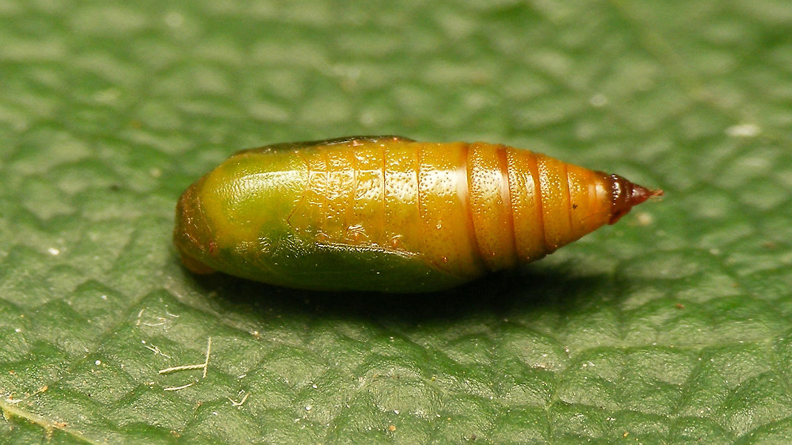 Eupithecia valerianata - Pupa (dorsolateral) Resulting pupa from this caterpillar:<br />
<figure class="photo"><a href="https://www.jungledragon.com/image/98165/eupithecia_valerianata_-_caterpillar.html" title="Eupithecia valerianata - Caterpillar"><img src="https://s3.amazonaws.com/media.jungledragon.com/images/3043/98165_thumb.jpg?AWSAccessKeyId=05GMT0V3GWVNE7GGM1R2&Expires=1767225610&Signature=vIB6YingA%2Bi01KRkitXab%2B4Ldd4%3D" width="200" height="114" alt="Eupithecia valerianata - Caterpillar Tiny caterpillar that came into view while documenting the nymphs of https://www.jungledragon.com/tag/35128/acompus_rufipes.html living on Valeriana officinalis. Took a few Q&amp;D shots and kept it with the nymphs and it rendered the pupa below:<br />
https://www.jungledragon.com/image/98164/eupithecia_valerianata_-_pupa_ventrolateral.html<br />
https://www.jungledragon.com/image/98163/eupithecia_valerianata_-_pupa_dorsolateral.html<br />
Not too many images of caterpillar and pupae around, so worthwile to upload this &quot;side track&quot; too ;o) Caterpillar,Eupithecia,Eupithecia valerianata,Eupitheciini,Geometridae,Geometroidea,Jane&#039;s garden,Larentiinae,Lepidoptera,Moth Week 2020,Valerian Pug,Valeriana officinalis,nl Valeriaandwergspanner" /></a></figure><br />
Ventrolateral here:<br />
<figure class="photo"><a href="https://www.jungledragon.com/image/98164/eupithecia_valerianata_-_pupa_ventrolateral.html" title="Eupithecia valerianata - Pupa (ventrolateral)"><img src="https://s3.amazonaws.com/media.jungledragon.com/images/3043/98164_thumb.jpg?AWSAccessKeyId=05GMT0V3GWVNE7GGM1R2&Expires=1767225610&Signature=ztKIouyqitP9uRPiob%2FchVS4%2Fgs%3D" width="200" height="114" alt="Eupithecia valerianata - Pupa (ventrolateral) Resulting pupa from this caterpillar:<br />
https://www.jungledragon.com/image/98165/eupithecia_valerianata_-_caterpillar.html<br />
Dorsolateral here:<br />
https://www.jungledragon.com/image/98163/eupithecia_valerianata_-_pupa_dorsolateral.html Eupithecia,Eupithecia valerianata,Eupitheciini,Geometridae,Geometroidea,Jane&#039;s garden,Larentiinae,Lepidoptera,Moth Week 2020,Pupa,nl Valeriaandwergspanner" /></a></figure> Eupithecia,Eupithecia valerianata,Eupitheciini,Geometridae,Geometroidea,Jane's garden,Larentiinae,Lepidoptera,Moth Week 2020,Pupa,nl Valeriaandwergspanner
