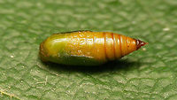 Eupithecia valerianata - Pupa (dorsolateral) Resulting pupa from this caterpillar:<br />
https://www.jungledragon.com/image/98165/eupithecia_valerianata_-_caterpillar.html<br />
Ventrolateral here:<br />
https://www.jungledragon.com/image/98164/eupithecia_valerianata_-_pupa_ventrolateral.html Eupithecia,Eupithecia valerianata,Eupitheciini,Geometridae,Geometroidea,Jane's garden,Larentiinae,Lepidoptera,Moth Week 2020,Pupa,nl Valeriaandwergspanner