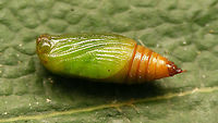 Eupithecia valerianata - Pupa (ventrolateral) Resulting pupa from this caterpillar:<br />
https://www.jungledragon.com/image/98165/eupithecia_valerianata_-_caterpillar.html<br />
Dorsolateral here:<br />
https://www.jungledragon.com/image/98163/eupithecia_valerianata_-_pupa_dorsolateral.html Eupithecia,Eupithecia valerianata,Eupitheciini,Geometridae,Geometroidea,Jane's garden,Larentiinae,Lepidoptera,Moth Week 2020,Pupa,nl Valeriaandwergspanner