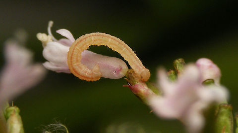 Eupithecia valerianata - Caterpillar Tiny caterpillar that came into view while documenting the nymphs of https://www.jungledragon.com/tag/35128/acompus_rufipes.html living on Valeriana officinalis. Took a few Q&D shots and kept it with the nymphs and it rendered the pupa below:
https://www.jungledragon.com/image/98164/eupithecia_valerianata_-_pupa_ventrolateral.html
https://www.jungledragon.com/image/98163/eupithecia_valerianata_-_pupa_dorsolateral.html
Not too many images of caterpillar and pupae around, so worthwile to upload this "side track" too ;o) Caterpillar,Eupithecia,Eupithecia valerianata,Eupitheciini,Geometridae,Geometroidea,Jane's garden,Larentiinae,Lepidoptera,Moth Week 2020,Valerian Pug,Valeriana officinalis,nl Valeriaandwergspanner