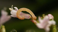 Eupithecia valerianata - Caterpillar Tiny caterpillar that came into view while documenting the nymphs of https://www.jungledragon.com/tag/35128/acompus_rufipes.html living on Valeriana officinalis. Took a few Q&D shots and kept it with the nymphs and it rendered the pupa below:<br />
https://www.jungledragon.com/image/98164/eupithecia_valerianata_-_pupa_ventrolateral.html<br />
https://www.jungledragon.com/image/98163/eupithecia_valerianata_-_pupa_dorsolateral.html<br />
Not too many images of caterpillar and pupae around, so worthwile to upload this "side track" too ;o) Caterpillar,Eupithecia,Eupithecia valerianata,Eupitheciini,Geometridae,Geometroidea,Jane's garden,Larentiinae,Lepidoptera,Moth Week 2020,Valerian Pug,Valeriana officinalis,nl Valeriaandwergspanner