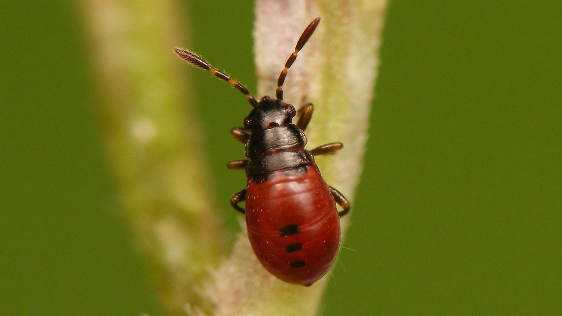 Acompus rufipes - Nymph (3rd std.) 3rd stadium nymph of Acompus rufipes Acompus,Acompus rufipes,Heteroptera,Jane's garden,Lygaeidae,Rhyparochromidae,Rhyparochrominae,nl: Valeriaanbodemwants