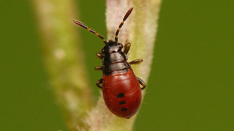 Acompus rufipes - Nymph (3rd std.) 3rd stadium nymph of Acompus rufipes Acompus,Acompus rufipes,Heteroptera,Jane's garden,Lygaeidae,Rhyparochromidae,Rhyparochrominae,nl: Valeriaanbodemwants