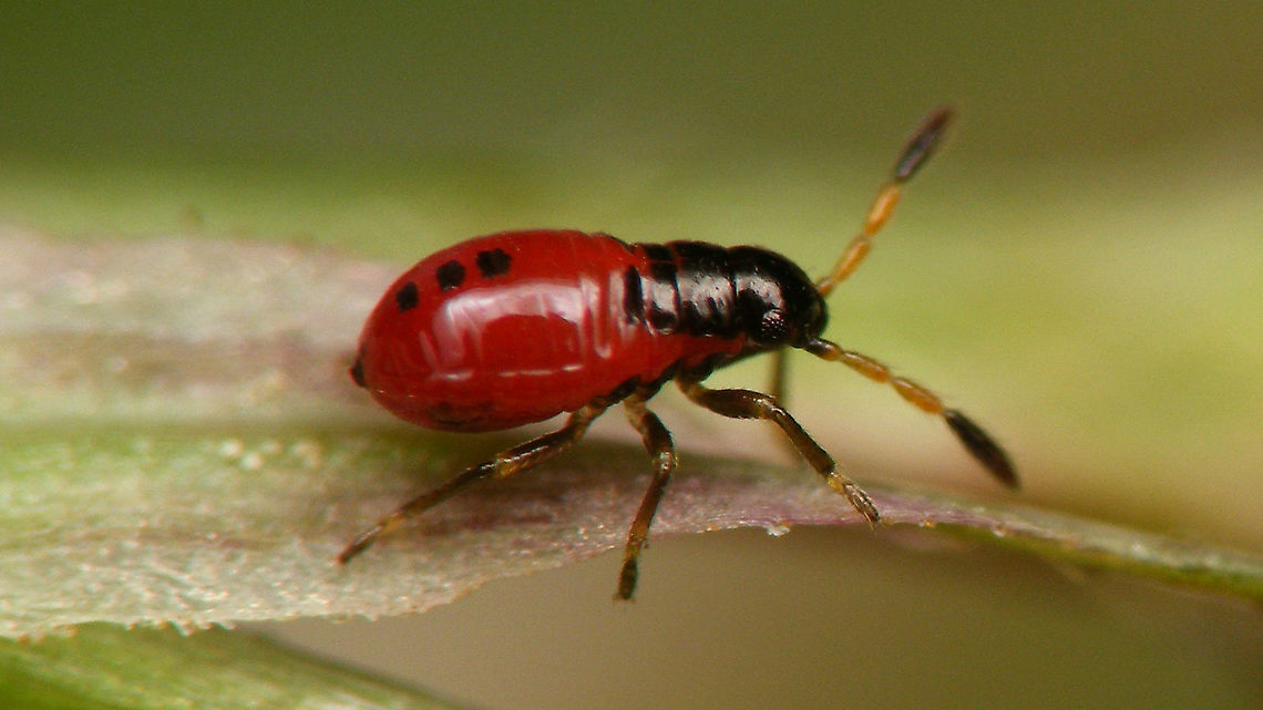 Acompus rufipes - Nymph (2nd std.) 2nd stadium nymph of Acompus rufipes Acompus,Acompus rufipes,Heteroptera,Jane's garden,Lygaeidae,Rhyparochromidae,Rhyparochrominae,nl: Valeriaanbodemwants