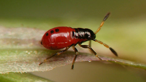 Acompus rufipes - Nymph (2nd std.) 2nd stadium nymph of Acompus rufipes Acompus,Acompus rufipes,Heteroptera,Jane's garden,Lygaeidae,Rhyparochromidae,Rhyparochrominae,nl: Valeriaanbodemwants
