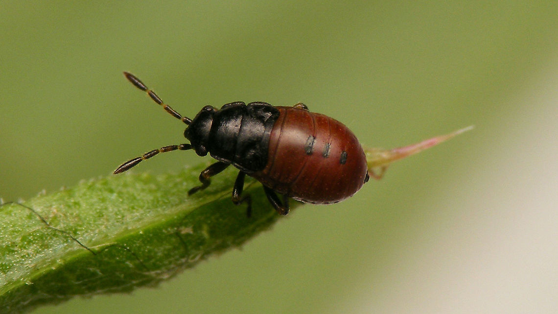 Acompus rufipes - Nymph (4th std.) 4th stadium nymph of Acompus rufipes Acompus,Acompus rufipes,Heteroptera,Jane's garden,Lygaeidae,Rhyparochromidae,Rhyparochrominae,nl: Valeriaanbodemwants