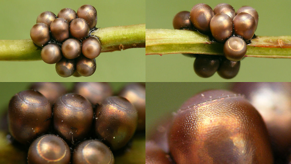 Rhaphigaster nebulosa - Eggs (collage) For details see with this image:<br />
<figure class="photo"><a href="https://www.jungledragon.com/image/98197/rhaphigaster_nebulosa_-_eggs.html" title="Rhaphigaster nebulosa - Eggs"><img src="https://s3.amazonaws.com/media.jungledragon.com/images/3043/98197_thumb.jpg?AWSAccessKeyId=05GMT0V3GWVNE7GGM1R2&Expires=1770854410&Signature=P7peRP355TUKGvF91ZrUSzvNfP0%3D" width="200" height="114" alt="Rhaphigaster nebulosa - Eggs The other day I found a batch of eggs of Rhaphigaster nebulosa and took it in to document the early stages again (I only have old series of images of that). The eggs took forever to hatch and proved to be turned into breeding chambers of a Chalcid wasp.<br />
Note that the eggs, even in these early images, are probably just a tad darker than healthy eggs (often Pentatomid eggs taken over by Chalcid parasitoids turn quite blackish toward the end of development).<br />
https://www.jungledragon.com/image/98190/rhaphigaster_nebulosa_-_eggs_collage.html<br />
https://www.jungledragon.com/image/98191/chalcid_wasp_from_rhaphigaster_nebulosa_eggs.html Eggs,Jane's garden,Mottled Shieldbug,Ovae,Pentatomidae,Pentatominae,Pentatomini,Rhaphigaster,Rhaphigaster nebulosa,nl: Grauwe schildwants" /></a></figure> Eggs,Jane's garden,Mottled Shieldbug,Ovae,Pentatomidae,Pentatominae,Pentatomini,Rhaphigaster,Rhaphigaster nebulosa,nl: Grauwe schildwants