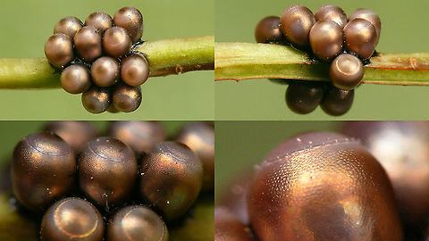 Rhaphigaster nebulosa - Eggs (collage) For details see with this image:
https://www.jungledragon.com/image/98197/rhaphigaster_nebulosa_-_eggs.html Eggs,Jane's garden,Mottled Shieldbug,Ovae,Pentatomidae,Pentatominae,Pentatomini,Rhaphigaster,Rhaphigaster nebulosa,nl: Grauwe schildwants