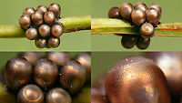 Rhaphigaster nebulosa - Eggs (collage) For details see with this image:<br />
https://www.jungledragon.com/image/98197/rhaphigaster_nebulosa_-_eggs.html Eggs,Jane's garden,Mottled Shieldbug,Ovae,Pentatomidae,Pentatominae,Pentatomini,Rhaphigaster,Rhaphigaster nebulosa,nl: Grauwe schildwants