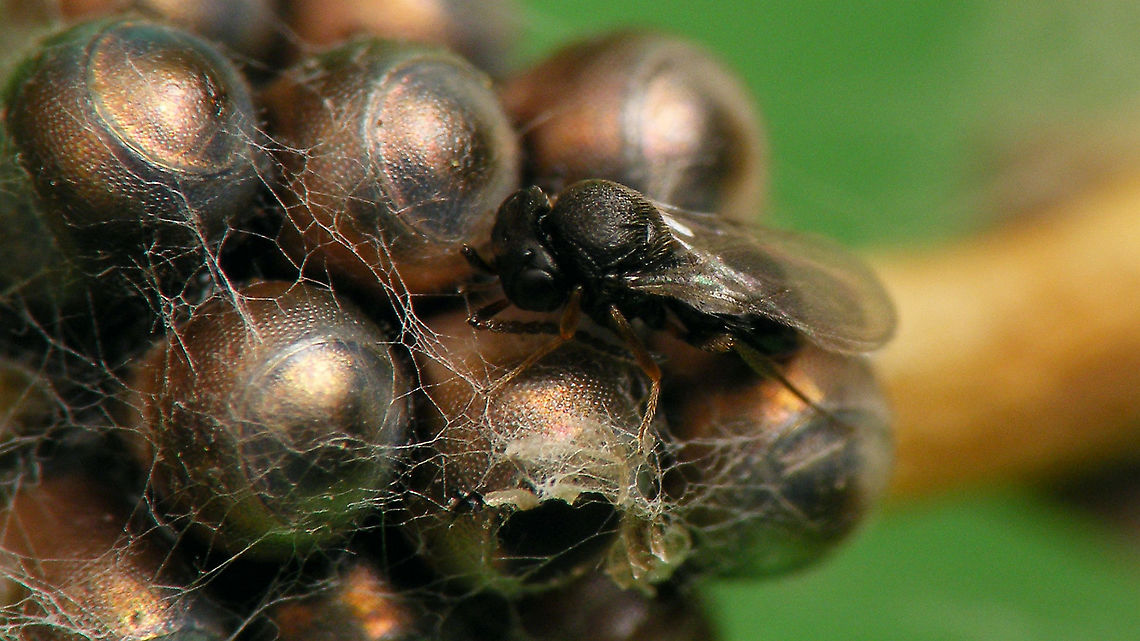 Chalcid wasp from Rhaphigaster nebulosa eggs ID pending<br />
This was the first wasp that hatched (from the egg under it in the image) - the others hatched a day or more later.<br />
For details see with this image:<br />
<figure class="photo"><a href="https://www.jungledragon.com/image/98197/rhaphigaster_nebulosa_-_eggs.html" title="Rhaphigaster nebulosa - Eggs"><img src="https://s3.amazonaws.com/media.jungledragon.com/images/3043/98197_thumb.jpg?AWSAccessKeyId=05GMT0V3GWVNE7GGM1R2&Expires=1759968010&Signature=Y58f4I%2FiZNRKcrOrCj%2BWwrKlMnM%3D" width="200" height="114" alt="Rhaphigaster nebulosa - Eggs The other day I found a batch of eggs of Rhaphigaster nebulosa and took it in to document the early stages again (I only have old series of images of that). The eggs took forever to hatch and proved to be turned into breeding chambers of a Chalcid wasp.<br />
Note that the eggs, even in these early images, are probably just a tad darker than healthy eggs (often Pentatomid eggs taken over by Chalcid parasitoids turn quite blackish toward the end of development).<br />
https://www.jungledragon.com/image/98190/rhaphigaster_nebulosa_-_eggs_collage.html<br />
https://www.jungledragon.com/image/98191/chalcid_wasp_from_rhaphigaster_nebulosa_eggs.html Eggs,Jane&#039;s garden,Mottled Shieldbug,Ovae,Pentatomidae,Pentatominae,Pentatomini,Rhaphigaster,Rhaphigaster nebulosa,nl: Grauwe schildwants" /></a></figure><br />
Better image of same wasp:<br />
<figure class="photo"><a href="https://www.jungledragon.com/image/98198/chalcid_wasp_-_id_pending.html" title="Chalcid wasp - ID pending"><img src="https://s3.amazonaws.com/media.jungledragon.com/images/3043/98198_thumb.jpg?AWSAccessKeyId=05GMT0V3GWVNE7GGM1R2&Expires=1759968010&Signature=0LvVCzBeHFKhwlUwEvjYLgcf9zo%3D" width="200" height="114" alt="Chalcid wasp - ID pending Slightly better image of the wasp in the image below, obtained from eggs of Rhaphigaster nebulosa. The other eggs/wasps hatched in subsequent days and the whole batch has been sent in to an expert for ID.<br />
https://www.jungledragon.com/image/98191/chalcid_wasp_from_rhaphigaster_nebulosa_eggs.html Chalcid wasp,Chalcidoidea,Jane&#039;s garden,Parasitoid wasp" /></a></figure> Chalcid wasp,Chalcidoidea,Eggs,Jane's garden,Pentatomidae,Pentatominae,Pentatomini,Rhaphigaster,Rhaphigaster nebulosa,nl: Grauwe schildwants