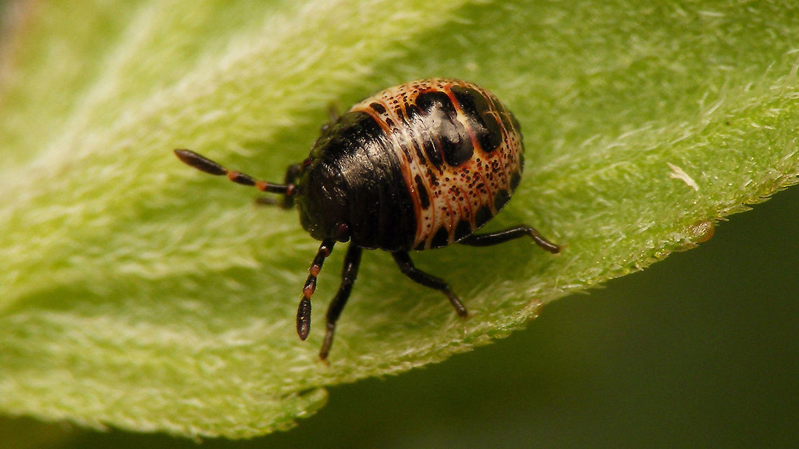 Rhaphigaster nebulosa - Nymph (2nd std.) After the &quot;debacle&quot; with the eggs (see with image below), at least I found this small 2nd stadium nymph in the garden :o) After a day or so it moulted to 3rd stadium:<br />
<figure class="photo"><a href="https://www.jungledragon.com/image/98193/rhaphigaster_nebulosa_-_nymph_3rd_std._with_shed_skin.html" title="Rhaphigaster nebulosa - Nymph (3rd std.) with shed skin"><img src="https://s3.amazonaws.com/media.jungledragon.com/images/3043/98193_thumb.jpg?AWSAccessKeyId=05GMT0V3GWVNE7GGM1R2&Expires=1767225610&Signature=kxkMAgfMJ3bQNTNBVCErLGJSu9I%3D" width="200" height="114" alt="Rhaphigaster nebulosa - Nymph (3rd std.) with shed skin For details and other images, see with this image:<br />
https://www.jungledragon.com/image/98192/rhaphigaster_nebulosa_-_nymph_2nd_std.html Jane&#039;s garden,Mottled Shieldbug,Nymph,Pentatomidae,Pentatominae,Pentatomini,Rhaphigaster,Rhaphigaster nebulosa,nl: Grauwe schildwants" /></a></figure><br />
<figure class="photo"><a href="https://www.jungledragon.com/image/98194/rhaphigaster_nebulosa_-_nymph_3rd_std.html" title="Rhaphigaster nebulosa - Nymph (3rd std.)"><img src="https://s3.amazonaws.com/media.jungledragon.com/images/3043/98194_thumb.jpg?AWSAccessKeyId=05GMT0V3GWVNE7GGM1R2&Expires=1767225610&Signature=uLC3c%2BDTUCsM%2BJamfI%2F3N26iIlg%3D" width="200" height="114" alt="Rhaphigaster nebulosa - Nymph (3rd std.) For details and other images, see with this image:<br />
https://www.jungledragon.com/image/98192/rhaphigaster_nebulosa_-_nymph_2nd_std.html Jane&#039;s garden,Mottled Shieldbug,Nymph,Pentatomidae,Pentatominae,Pentatomini,Rhaphigaster,Rhaphigaster nebulosa,nl: Grauwe schildwants" /></a></figure><br />
<figure class="photo"><a href="https://www.jungledragon.com/image/98195/rhaphigaster_nebulosa_-_nymph_3rd_std._lateral.html" title="Rhaphigaster nebulosa - Nymph (3rd std.) lateral"><img src="https://s3.amazonaws.com/media.jungledragon.com/images/3043/98195_thumb.jpg?AWSAccessKeyId=05GMT0V3GWVNE7GGM1R2&Expires=1767225610&Signature=SOJ9FNFQhGxD0fnltjge5oAJVaE%3D" width="200" height="114" alt="Rhaphigaster nebulosa - Nymph (3rd std.) lateral For details and other images, see with this image:<br />
https://www.jungledragon.com/image/98192/rhaphigaster_nebulosa_-_nymph_2nd_std.html Jane&#039;s garden,Mottled Shieldbug,Nymph,Pentatomidae,Pentatominae,Pentatomini,Rhaphigaster,Rhaphigaster nebulosa,nl: Grauwe schildwants" /></a></figure><br />
<figure class="photo"><a href="https://www.jungledragon.com/image/98196/rhaphigaster_nebulosa_-_nymph_3rd_std._dorsal.html" title="Rhaphigaster nebulosa - Nymph (3rd std.) dorsal"><img src="https://s3.amazonaws.com/media.jungledragon.com/images/3043/98196_thumb.jpg?AWSAccessKeyId=05GMT0V3GWVNE7GGM1R2&Expires=1767225610&Signature=V%2BUuGggvy9Yz%2BeRFR11crSJeyig%3D" width="200" height="114" alt="Rhaphigaster nebulosa - Nymph (3rd std.) dorsal For details and other images, see with this image:<br />
https://www.jungledragon.com/image/98192/rhaphigaster_nebulosa_-_nymph_2nd_std.html Jane&#039;s garden,Mottled Shieldbug,Nymph,Pentatomidae,Pentatominae,Pentatomini,Rhaphigaster,Rhaphigaster nebulosa,nl: Grauwe schildwants" /></a></figure><br />
NOT from these eggs ;o)<br />
<figure class="photo"><a href="https://www.jungledragon.com/image/98197/rhaphigaster_nebulosa_-_eggs.html" title="Rhaphigaster nebulosa - Eggs"><img src="https://s3.amazonaws.com/media.jungledragon.com/images/3043/98197_thumb.jpg?AWSAccessKeyId=05GMT0V3GWVNE7GGM1R2&Expires=1767225610&Signature=wV3J%2BKTpa3X%2Fi5ZNQi16o0v8iXo%3D" width="200" height="114" alt="Rhaphigaster nebulosa - Eggs The other day I found a batch of eggs of Rhaphigaster nebulosa and took it in to document the early stages again (I only have old series of images of that). The eggs took forever to hatch and proved to be turned into breeding chambers of a Chalcid wasp.<br />
Note that the eggs, even in these early images, are probably just a tad darker than healthy eggs (often Pentatomid eggs taken over by Chalcid parasitoids turn quite blackish toward the end of development).<br />
https://www.jungledragon.com/image/98190/rhaphigaster_nebulosa_-_eggs_collage.html<br />
https://www.jungledragon.com/image/98191/chalcid_wasp_from_rhaphigaster_nebulosa_eggs.html Eggs,Jane&#039;s garden,Mottled Shieldbug,Ovae,Pentatomidae,Pentatominae,Pentatomini,Rhaphigaster,Rhaphigaster nebulosa,nl: Grauwe schildwants" /></a></figure> Jane's garden,Mottled Shieldbug,Nymph,Pentatomidae,Pentatominae,Pentatomini,Rhaphigaster,Rhaphigaster nebulosa,nl: Grauwe schildwants