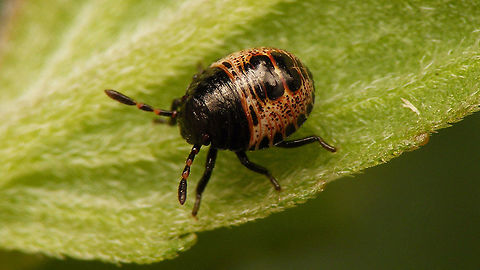 Rhaphigaster nebulosa - Nymph (2nd std.) After the "debacle" with the eggs (see with image below), at least I found this small 2nd stadium nymph in the garden :o) After a day or so it moulted to 3rd stadium:
https://www.jungledragon.com/image/98193/rhaphigaster_nebulosa_-_nymph_3rd_std._with_shed_skin.html
https://www.jungledragon.com/image/98194/rhaphigaster_nebulosa_-_nymph_3rd_std.html
https://www.jungledragon.com/image/98195/rhaphigaster_nebulosa_-_nymph_3rd_std._lateral.html
https://www.jungledragon.com/image/98196/rhaphigaster_nebulosa_-_nymph_3rd_std._dorsal.html
NOT from these eggs ;o)
https://www.jungledragon.com/image/98197/rhaphigaster_nebulosa_-_eggs.html Jane's garden,Mottled Shieldbug,Nymph,Pentatomidae,Pentatominae,Pentatomini,Rhaphigaster,Rhaphigaster nebulosa,nl: Grauwe schildwants