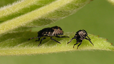 Rhaphigaster nebulosa - Nymph (3rd std.) with shed skin For details and other images, see with this image:
https://www.jungledragon.com/image/98192/rhaphigaster_nebulosa_-_nymph_2nd_std.html Jane's garden,Mottled Shieldbug,Nymph,Pentatomidae,Pentatominae,Pentatomini,Rhaphigaster,Rhaphigaster nebulosa,nl: Grauwe schildwants