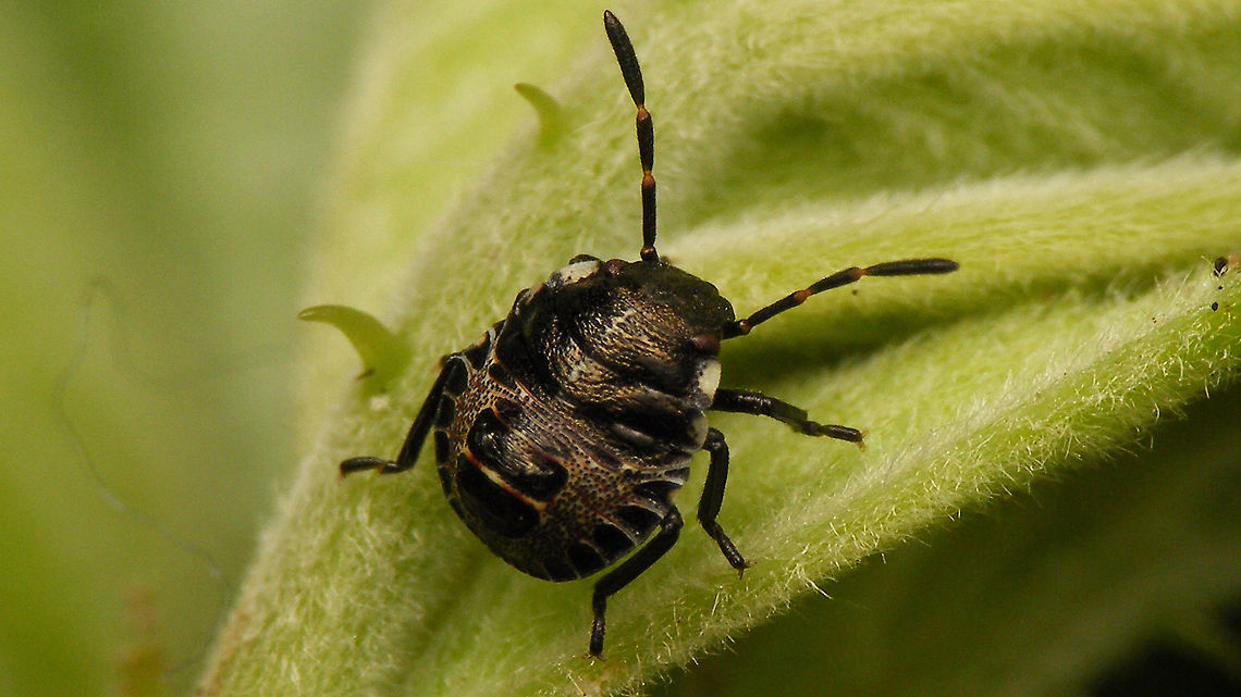 Rhaphigaster nebulosa - Nymph (3rd std.) For details and other images, see with this image:<br />
<figure class="photo"><a href="https://www.jungledragon.com/image/98192/rhaphigaster_nebulosa_-_nymph_2nd_std.html" title="Rhaphigaster nebulosa - Nymph (2nd std.)"><img src="https://s3.amazonaws.com/media.jungledragon.com/images/3043/98192_thumb.jpg?AWSAccessKeyId=05GMT0V3GWVNE7GGM1R2&Expires=1770854410&Signature=7oGFBrmKtSWIaUJcQXO3JjlAAlA%3D" width="200" height="114" alt="Rhaphigaster nebulosa - Nymph (2nd std.) After the "debacle" with the eggs (see with image below), at least I found this small 2nd stadium nymph in the garden :o) After a day or so it moulted to 3rd stadium:<br />
https://www.jungledragon.com/image/98193/rhaphigaster_nebulosa_-_nymph_3rd_std._with_shed_skin.html<br />
https://www.jungledragon.com/image/98194/rhaphigaster_nebulosa_-_nymph_3rd_std.html<br />
https://www.jungledragon.com/image/98195/rhaphigaster_nebulosa_-_nymph_3rd_std._lateral.html<br />
https://www.jungledragon.com/image/98196/rhaphigaster_nebulosa_-_nymph_3rd_std._dorsal.html<br />
NOT from these eggs ;o)<br />
https://www.jungledragon.com/image/98197/rhaphigaster_nebulosa_-_eggs.html Jane's garden,Mottled Shieldbug,Nymph,Pentatomidae,Pentatominae,Pentatomini,Rhaphigaster,Rhaphigaster nebulosa,nl: Grauwe schildwants" /></a></figure> Jane's garden,Mottled Shieldbug,Nymph,Pentatomidae,Pentatominae,Pentatomini,Rhaphigaster,Rhaphigaster nebulosa,nl: Grauwe schildwants