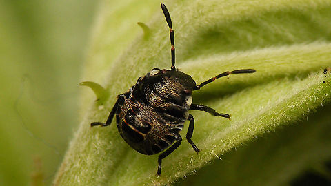 Rhaphigaster nebulosa - Nymph (3rd std.) For details and other images, see with this image:
https://www.jungledragon.com/image/98192/rhaphigaster_nebulosa_-_nymph_2nd_std.html Jane's garden,Mottled Shieldbug,Nymph,Pentatomidae,Pentatominae,Pentatomini,Rhaphigaster,Rhaphigaster nebulosa,nl: Grauwe schildwants