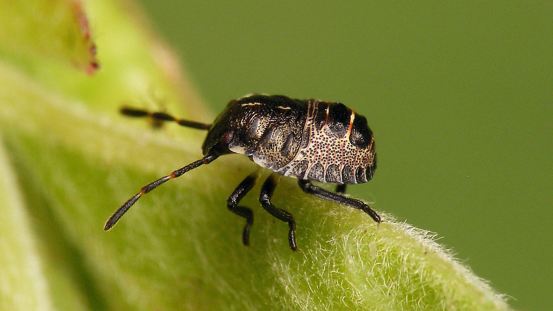 Rhaphigaster nebulosa - Nymph (3rd std.) lateral For details and other images, see with this image:<br />
<figure class="photo"><a href="https://www.jungledragon.com/image/98192/rhaphigaster_nebulosa_-_nymph_2nd_std.html" title="Rhaphigaster nebulosa - Nymph (2nd std.)"><img src="https://s3.amazonaws.com/media.jungledragon.com/images/3043/98192_thumb.jpg?AWSAccessKeyId=05GMT0V3GWVNE7GGM1R2&Expires=1759968010&Signature=4E5r86DNlnig0ZiAkt%2FVfvS9DGY%3D" width="200" height="114" alt="Rhaphigaster nebulosa - Nymph (2nd std.) After the &quot;debacle&quot; with the eggs (see with image below), at least I found this small 2nd stadium nymph in the garden :o) After a day or so it moulted to 3rd stadium:<br />
https://www.jungledragon.com/image/98193/rhaphigaster_nebulosa_-_nymph_3rd_std._with_shed_skin.html<br />
https://www.jungledragon.com/image/98194/rhaphigaster_nebulosa_-_nymph_3rd_std.html<br />
https://www.jungledragon.com/image/98195/rhaphigaster_nebulosa_-_nymph_3rd_std._lateral.html<br />
https://www.jungledragon.com/image/98196/rhaphigaster_nebulosa_-_nymph_3rd_std._dorsal.html<br />
NOT from these eggs ;o)<br />
https://www.jungledragon.com/image/98197/rhaphigaster_nebulosa_-_eggs.html Jane&#039;s garden,Mottled Shieldbug,Nymph,Pentatomidae,Pentatominae,Pentatomini,Rhaphigaster,Rhaphigaster nebulosa,nl: Grauwe schildwants" /></a></figure> Jane's garden,Mottled Shieldbug,Nymph,Pentatomidae,Pentatominae,Pentatomini,Rhaphigaster,Rhaphigaster nebulosa,nl: Grauwe schildwants
