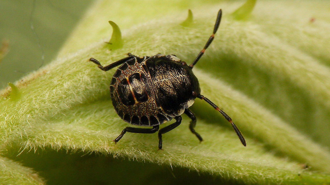 Rhaphigaster nebulosa - Nymph (3rd std.) dorsal For details and other images, see with this image:<br />
<figure class="photo"><a href="https://www.jungledragon.com/image/98192/rhaphigaster_nebulosa_-_nymph_2nd_std.html" title="Rhaphigaster nebulosa - Nymph (2nd std.)"><img src="https://s3.amazonaws.com/media.jungledragon.com/images/3043/98192_thumb.jpg?AWSAccessKeyId=05GMT0V3GWVNE7GGM1R2&Expires=1759968010&Signature=4E5r86DNlnig0ZiAkt%2FVfvS9DGY%3D" width="200" height="114" alt="Rhaphigaster nebulosa - Nymph (2nd std.) After the &quot;debacle&quot; with the eggs (see with image below), at least I found this small 2nd stadium nymph in the garden :o) After a day or so it moulted to 3rd stadium:<br />
https://www.jungledragon.com/image/98193/rhaphigaster_nebulosa_-_nymph_3rd_std._with_shed_skin.html<br />
https://www.jungledragon.com/image/98194/rhaphigaster_nebulosa_-_nymph_3rd_std.html<br />
https://www.jungledragon.com/image/98195/rhaphigaster_nebulosa_-_nymph_3rd_std._lateral.html<br />
https://www.jungledragon.com/image/98196/rhaphigaster_nebulosa_-_nymph_3rd_std._dorsal.html<br />
NOT from these eggs ;o)<br />
https://www.jungledragon.com/image/98197/rhaphigaster_nebulosa_-_eggs.html Jane&#039;s garden,Mottled Shieldbug,Nymph,Pentatomidae,Pentatominae,Pentatomini,Rhaphigaster,Rhaphigaster nebulosa,nl: Grauwe schildwants" /></a></figure> Jane's garden,Mottled Shieldbug,Nymph,Pentatomidae,Pentatominae,Pentatomini,Rhaphigaster,Rhaphigaster nebulosa,nl: Grauwe schildwants