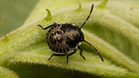 Rhaphigaster nebulosa - Nymph (3rd std.) dorsal For details and other images, see with this image:
https://www.jungledragon.com/image/98192/rhaphigaster_nebulosa_-_nymph_2nd_std.html Jane's garden,Mottled Shieldbug,Nymph,Pentatomidae,Pentatominae,Pentatomini,Rhaphigaster,Rhaphigaster nebulosa,nl: Grauwe schildwants