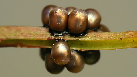 Rhaphigaster nebulosa - Eggs The other day I found a batch of eggs of Rhaphigaster nebulosa and took it in to document the early stages again (I only have old series of images of that). The eggs took forever to hatch and proved to be turned into breeding chambers of a Chalcid wasp.
Note that the eggs, even in these early images, are probably just a tad darker than healthy eggs (often Pentatomid eggs taken over by Chalcid parasitoids turn quite blackish toward the end of development).
https://www.jungledragon.com/image/98190/rhaphigaster_nebulosa_-_eggs_collage.html
https://www.jungledragon.com/image/98191/chalcid_wasp_from_rhaphigaster_nebulosa_eggs.html Eggs,Jane's garden,Mottled Shieldbug,Ovae,Pentatomidae,Pentatominae,Pentatomini,Rhaphigaster,Rhaphigaster nebulosa,nl: Grauwe schildwants