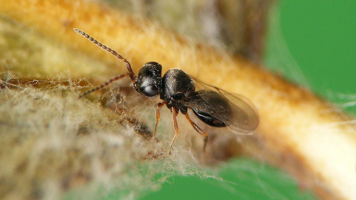 Chalcid wasp - ID pending Slightly better image of the wasp in the image below, obtained from eggs of Rhaphigaster nebulosa. The other eggs/wasps hatched in subsequent days and the whole batch has been sent in to an expert for ID.<br />
<figure class="photo"><a href="https://www.jungledragon.com/image/98191/chalcid_wasp_from_rhaphigaster_nebulosa_eggs.html" title="Chalcid wasp from Rhaphigaster nebulosa eggs"><img src="https://s3.amazonaws.com/media.jungledragon.com/images/3043/98191_thumb.jpg?AWSAccessKeyId=05GMT0V3GWVNE7GGM1R2&Expires=1759968010&Signature=MUdNTc5bnAv%2FHuWdUjg0i4qU0WM%3D" width="200" height="114" alt="Chalcid wasp from Rhaphigaster nebulosa eggs ID pending<br />
This was the first wasp that hatched (from the egg under it in the image) - the others hatched a day or more later.<br />
For details see with this image:<br />
https://www.jungledragon.com/image/98197/rhaphigaster_nebulosa_-_eggs.html<br />
Better image of same wasp:<br />
https://www.jungledragon.com/image/98198/chalcid_wasp_-_id_pending.html Chalcid wasp,Chalcidoidea,Eggs,Jane&#039;s garden,Pentatomidae,Pentatominae,Pentatomini,Rhaphigaster,Rhaphigaster nebulosa,nl: Grauwe schildwants" /></a></figure> Chalcid wasp,Chalcidoidea,Jane's garden,Parasitoid wasp