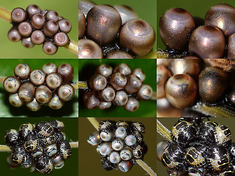 Rhaphigaster nebulosa - Eggs 'n nymphs Fairly old series of images (2014) of a batch of eggs and the resulting nymphs.
1st row: Eggs as found on April 21st
2nd row: Eggs on May 2nd, shortly before hatching
3rd row: Nymphs on May 4th (a day or maybe two after hatching) Eggs,Hatching,Mottled Shieldbug,Nymphs,Ovae,Pentatomidae,Pentatominae,Pentatomini,Rhaphigaster,Rhaphigaster nebulosa,nl: Grauwe schildwants