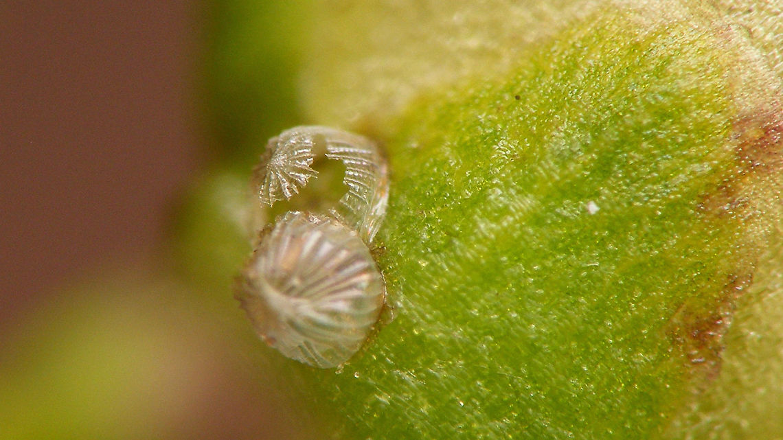 Shargacucullia scrophulariae - Hatched eggs The &quot;Water betony&quot; (Shargacucullia scrophulariae) usually deposits a single egg, just under the flower bud off the host plant (Scropularia). In this case however two eggs were dropped on the same site :o) Cucullia,Cucullia scrophulariae,Egg,Jane's garden,Lepidoptera,Moth Week 2020,Noctuidae,Ovae,Shargacucullia,Shargacucullia scrophulariae,Water Betony,nl: Helmkruidvlinder