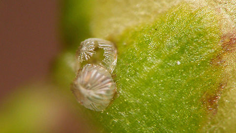 Shargacucullia scrophulariae - Hatched eggs The "Water betony" (Shargacucullia scrophulariae) usually deposits a single egg, just under the flower bud off the host plant (Scropularia). In this case however two eggs were dropped on the same site :o) Cucullia,Cucullia scrophulariae,Egg,Jane's garden,Lepidoptera,Moth Week 2020,Noctuidae,Ovae,Shargacucullia,Shargacucullia scrophulariae,Water Betony,nl: Helmkruidvlinder