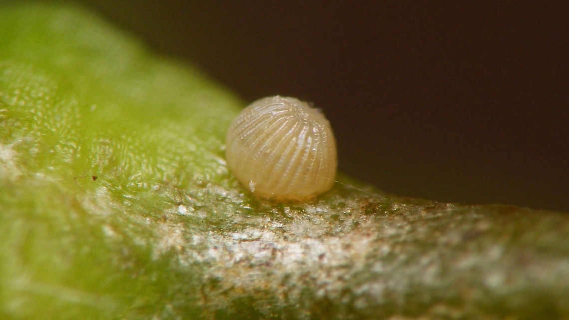 Shargacucullia scrophulariae - Egg The &quot;Water betony&quot; (Shargacucullia scrophulariae) usually deposits a single egg, just under the flower bud off the host plant (Scropularia). I twisted the plant to the side to get a better angle on the egg ... Cucullia,Cucullia scrophulariae,Egg,Jane's garden,Lepidoptera,Moth Week 2020,Noctuidae,Ovae,Shargacucullia,Shargacucullia scrophulariae,Water Betony,nl: Helmkruidvlinder