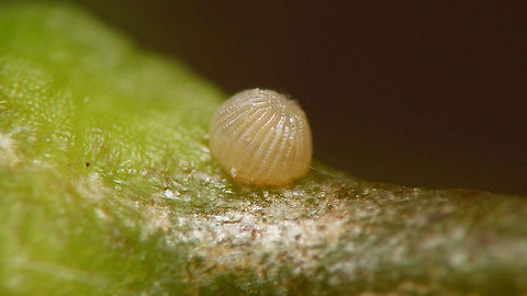 Shargacucullia scrophulariae - Egg The "Water betony" (Shargacucullia scrophulariae) usually deposits a single egg, just under the flower bud off the host plant (Scropularia). I twisted the plant to the side to get a better angle on the egg ... Cucullia,Cucullia scrophulariae,Egg,Jane's garden,Lepidoptera,Moth Week 2020,Noctuidae,Ovae,Shargacucullia,Shargacucullia scrophulariae,Water Betony,nl: Helmkruidvlinder