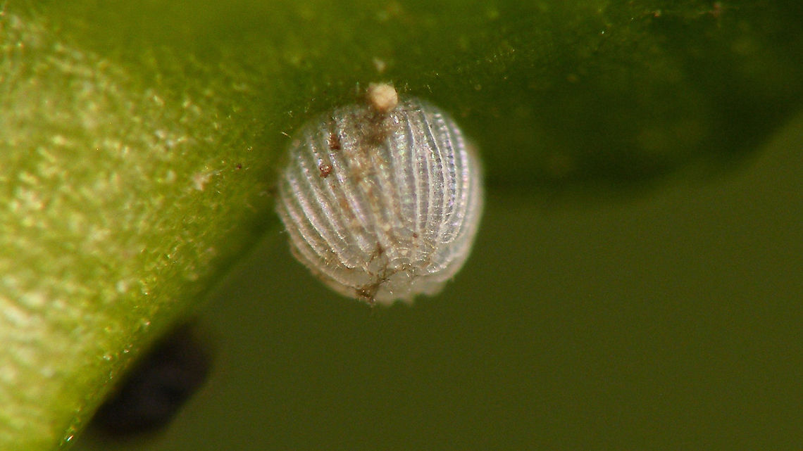 Shargacucullia scrophulariae - Empty egg shell Empty (hatched) egg of the &quot;Water betony&quot; (Shargacucullia scrophulariae), just under the flower bud off the host plant (Scropularia). Cucullia,Cucullia scrophulariae,Egg,Jane's garden,Lepidoptera,Moth Week 2020,Noctuidae,Ovae,Shargacucullia,Shargacucullia scrophulariae,Water Betony,nl: Helmkruidvlinder