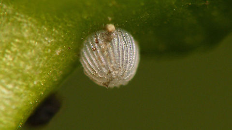Shargacucullia scrophulariae - Empty egg shell Empty (hatched) egg of the "Water betony" (Shargacucullia scrophulariae), just under the flower bud off the host plant (Scropularia). Cucullia,Cucullia scrophulariae,Egg,Jane's garden,Lepidoptera,Moth Week 2020,Noctuidae,Ovae,Shargacucullia,Shargacucullia scrophulariae,Water Betony,nl: Helmkruidvlinder