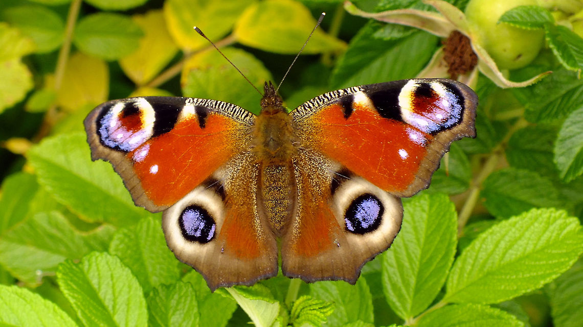 Aglais io on Rosa rugosa Sorry - not a moth!   [Moth Week 2020] ;o)<br />
Couldn&#039;t believe there was only one image tagged <a href="https://www.jungledragon.com/tag/37008/aglais_io.html" title="Aglais io" class="tag"><em>2</em>Aglais io</a> on JD ...<br />
Turns out, all are tagged <a href="https://www.jungledragon.com/tag/4781/european_peacock.html" title="European Peacock" class="tag"><em>43</em>European Peacock</a> or <a href="https://www.jungledragon.com/tag/11015/european_peacock_butterfly.html" title="European Peacock Butterfly" class="tag"><em>2</em>European Peacock Butterfly</a> or <a href="https://www.jungledragon.com/tag/1717/inachis_io.html" title="Inachis io" class="tag"><em>45</em>Inachis io</a> *lol*<br />
Might as well have saved me the upload ;o) Aglais,Aglais io,European Peacock,European peacock,Inachis io,Jane's garden,Nymphalidae,Nymphalinae,Nymphalini,Papilionoidea,Rosa rugosa,nl: Dagpauwoog