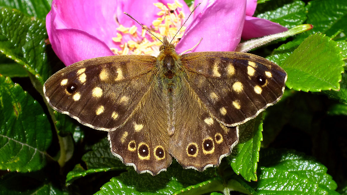 Pararge aegeria on Rosa rugosa After I &quot;accidentally&quot; uploaded an image of Aglais io last night (my head not screwed on correctly, thinking for a moment that JD hardly had any images of these), I figured I might as well continue on that streak of &quot;Non-moth extremely common butterflies&quot; and at least add this one too, that was sitting almost next to the Peacock ;o)  Elymniini,Jane's garden,Nymphalidae,Papilionoidea,Pararge,Pararge aegeria,Rosa rugosa,Satyrinae,Speckled Wood,nl: Bont zandoogje
