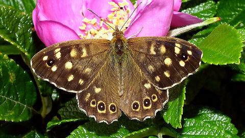 Pararge aegeria on Rosa rugosa After I "accidentally" uploaded an image of Aglais io last night (my head not screwed on correctly, thinking for a moment that JD hardly had any images of these), I figured I might as well continue on that streak of "Non-moth extremely common butterflies" and at least add this one too, that was sitting almost next to the Peacock ;o)  Elymniini,Jane's garden,Nymphalidae,Papilionoidea,Pararge,Pararge aegeria,Rosa rugosa,Satyrinae,Speckled Wood,nl: Bont zandoogje