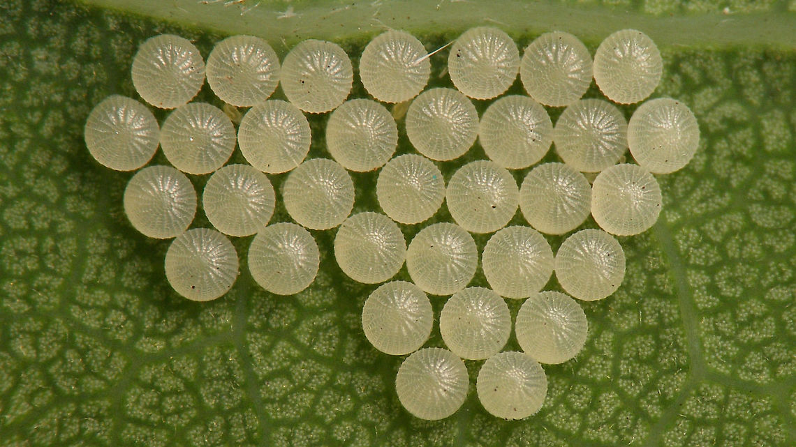 Noctuid(?) eggs on Quercus robur Help with ID welcome ...<br />
Other images of same series:<br />
Eggs found 2020-06-11<br />
<figure class="photo"><a href="https://www.jungledragon.com/image/98218/noctuid_eggs_-_close-up.html" title="Noctuid(?) eggs - Close-up"><img src="https://s3.amazonaws.com/media.jungledragon.com/images/3043/98218_thumb.jpg?AWSAccessKeyId=05GMT0V3GWVNE7GGM1R2&Expires=1759968010&Signature=m303P0mSgrc30n2xetDPxHr2Nc8%3D" width="200" height="114" alt="Noctuid(?) eggs - Close-up For details, refer to text with this image:<br />
https://www.jungledragon.com/image/98216/noctuid_eggs.html Eggs,Jane&#039;s garden,Lepidoptera,Moth Week 2020,Ovae" /></a></figure><br />
Hatched 2020-06-16<br />
<figure class="photo"><a href="https://www.jungledragon.com/image/98217/noctuid_eggs_-_hatched.html" title="Noctuid(?) eggs - Hatched"><img src="https://s3.amazonaws.com/media.jungledragon.com/images/3043/98217_thumb.jpg?AWSAccessKeyId=05GMT0V3GWVNE7GGM1R2&Expires=1759968010&Signature=6XclCZCvHS3wlmgWcRPR8B6o5%2BM%3D" width="200" height="114" alt="Noctuid(?) eggs - Hatched For details, refer to text with this image:<br />
https://www.jungledragon.com/image/98216/noctuid_eggs.html Eggs,Jane&#039;s garden,Lepidoptera,Moth Week 2020,Ovae" /></a></figure><br />
<figure class="photo"><a href="https://www.jungledragon.com/image/98220/noctuid_-_1st_instar_caterpillars_dorsal.html" title="Noctuid(?) - 1st instar caterpillars (dorsal)"><img src="https://s3.amazonaws.com/media.jungledragon.com/images/3043/98220_thumb.jpg?AWSAccessKeyId=05GMT0V3GWVNE7GGM1R2&Expires=1759968010&Signature=haSzzq47Z1chIkGqqCsnITwUq5E%3D" width="200" height="114" alt="Noctuid(?) - 1st instar caterpillars (dorsal) For details, refer to text with this image:<br />
https://www.jungledragon.com/image/98216/noctuid_eggs.html Caterpillar,Jane&#039;s garden,Lepidoptera,Moth Week 2020" /></a></figure><br />
<figure class="photo"><a href="https://www.jungledragon.com/image/98219/noctuid_-_1st_instar_caterpillars_frontal.html" title="Noctuid(?) - 1st instar caterpillars (frontal)"><img src="https://s3.amazonaws.com/media.jungledragon.com/images/3043/98219_thumb.jpg?AWSAccessKeyId=05GMT0V3GWVNE7GGM1R2&Expires=1759968010&Signature=hMqmpYy3sbmeRYs1IsLpPeeFyXc%3D" width="200" height="114" alt="Noctuid(?) - 1st instar caterpillars (frontal) For details, refer to text with this image:<br />
https://www.jungledragon.com/image/98216/noctuid_eggs.html Caterpillar,Jane&#039;s garden,Lepidoptera,Moth Week 2020" /></a></figure><br />
A few days later (2020-06-23)<br />
<figure class="photo"><a href="https://www.jungledragon.com/image/98221/noctuid_-_young_caterpillar.html" title="Noctuid(?) - Young caterpillar"><img src="https://s3.amazonaws.com/media.jungledragon.com/images/3043/98221_thumb.jpg?AWSAccessKeyId=05GMT0V3GWVNE7GGM1R2&Expires=1759968010&Signature=b3tghgRBxFSf52fXeVu09Aa0j%2B4%3D" width="200" height="114" alt="Noctuid(?) - Young caterpillar For details, refer to text with this image:<br />
https://www.jungledragon.com/image/98216/noctuid_eggs.html Caterpillar,Jane&#039;s garden,Lepidoptera,Moth Week 2020" /></a></figure> Eggs,Jane's garden,Lepidoptera,Moth Week 2020,Ovae,Quercus robur