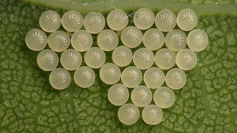 Noctuid(?) eggs on Quercus robur Help with ID welcome ...
Other images of same series:
Eggs found 2020-06-11
https://www.jungledragon.com/image/98218/noctuid_eggs_-_close-up.html
Hatched 2020-06-16
https://www.jungledragon.com/image/98217/noctuid_eggs_-_hatched.html
https://www.jungledragon.com/image/98220/noctuid_-_1st_instar_caterpillars_dorsal.html
https://www.jungledragon.com/image/98219/noctuid_-_1st_instar_caterpillars_frontal.html
A few days later (2020-06-23)
https://www.jungledragon.com/image/98221/noctuid_-_young_caterpillar.html Eggs,Jane's garden,Lepidoptera,Moth Week 2020,Ovae,Quercus robur