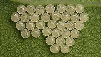 Noctuid(?) eggs on Quercus robur Help with ID welcome ...<br />
Other images of same series:<br />
Eggs found 2020-06-11<br />
https://www.jungledragon.com/image/98218/noctuid_eggs_-_close-up.html<br />
Hatched 2020-06-16<br />
https://www.jungledragon.com/image/98217/noctuid_eggs_-_hatched.html<br />
https://www.jungledragon.com/image/98220/noctuid_-_1st_instar_caterpillars_dorsal.html<br />
https://www.jungledragon.com/image/98219/noctuid_-_1st_instar_caterpillars_frontal.html<br />
A few days later (2020-06-23)<br />
https://www.jungledragon.com/image/98221/noctuid_-_young_caterpillar.html Eggs,Jane's garden,Lepidoptera,Moth Week 2020,Ovae,Quercus robur