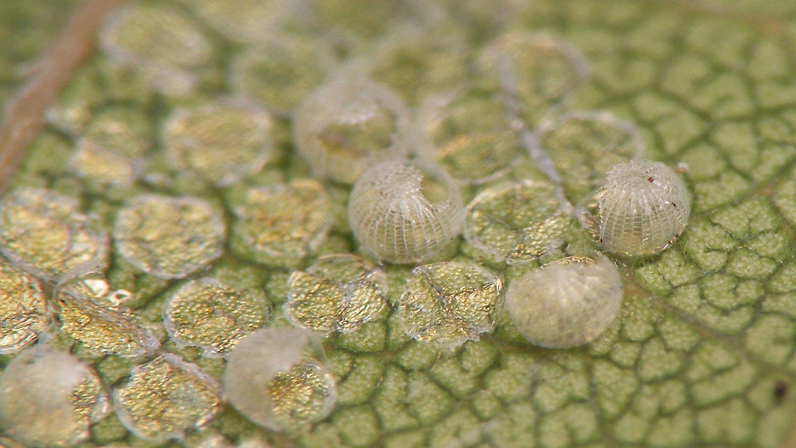 Noctuid(?) eggs - Hatched For details, refer to text with this image:<br />
<figure class="photo"><a href="https://www.jungledragon.com/image/98216/noctuid_eggs_on_quercus_robur.html" title="Noctuid(?) eggs on Quercus robur"><img src="https://s3.amazonaws.com/media.jungledragon.com/images/3043/98216_thumb.jpg?AWSAccessKeyId=05GMT0V3GWVNE7GGM1R2&Expires=1759968010&Signature=KhNqDvySNhKkIjTSBRrJCtNdhUg%3D" width="200" height="114" alt="Noctuid(?) eggs on Quercus robur Help with ID welcome ...<br />
Other images of same series:<br />
Eggs found 2020-06-11<br />
https://www.jungledragon.com/image/98218/noctuid_eggs_-_close-up.html<br />
Hatched 2020-06-16<br />
https://www.jungledragon.com/image/98217/noctuid_eggs_-_hatched.html<br />
https://www.jungledragon.com/image/98220/noctuid_-_1st_instar_caterpillars_dorsal.html<br />
https://www.jungledragon.com/image/98219/noctuid_-_1st_instar_caterpillars_frontal.html<br />
A few days later (2020-06-23)<br />
https://www.jungledragon.com/image/98221/noctuid_-_young_caterpillar.html Eggs,Jane&#039;s garden,Lepidoptera,Moth Week 2020,Ovae,Quercus robur" /></a></figure> Eggs,Jane's garden,Lepidoptera,Moth Week 2020,Ovae