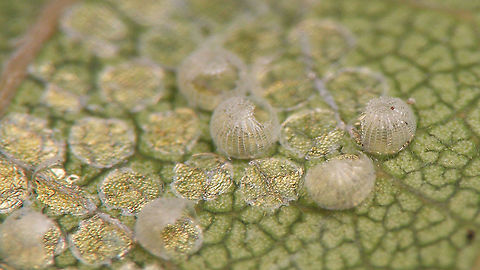 Noctuid(?) eggs - Hatched For details, refer to text with this image:
https://www.jungledragon.com/image/98216/noctuid_eggs.html Eggs,Jane's garden,Lepidoptera,Moth Week 2020,Ovae
