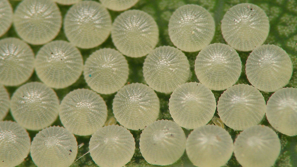 Noctuid(?) eggs - Close-up For details, refer to text with this image:<br />
<figure class="photo"><a href="https://www.jungledragon.com/image/98216/noctuid_eggs_on_quercus_robur.html" title="Noctuid(?) eggs on Quercus robur"><img src="https://s3.amazonaws.com/media.jungledragon.com/images/3043/98216_thumb.jpg?AWSAccessKeyId=05GMT0V3GWVNE7GGM1R2&Expires=1769040010&Signature=gO%2FBVqLWYzhWtOd2wFrDsM11uVQ%3D" width="200" height="114" alt="Noctuid(?) eggs on Quercus robur Help with ID welcome ...<br />
Other images of same series:<br />
Eggs found 2020-06-11<br />
https://www.jungledragon.com/image/98218/noctuid_eggs_-_close-up.html<br />
Hatched 2020-06-16<br />
https://www.jungledragon.com/image/98217/noctuid_eggs_-_hatched.html<br />
https://www.jungledragon.com/image/98220/noctuid_-_1st_instar_caterpillars_dorsal.html<br />
https://www.jungledragon.com/image/98219/noctuid_-_1st_instar_caterpillars_frontal.html<br />
A few days later (2020-06-23)<br />
https://www.jungledragon.com/image/98221/noctuid_-_young_caterpillar.html Eggs,Jane's garden,Lepidoptera,Moth Week 2020,Ovae,Quercus robur" /></a></figure> Eggs,Jane's garden,Lepidoptera,Moth Week 2020,Ovae