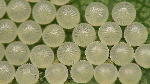 Noctuid(?) eggs - Close-up For details, refer to text with this image:
https://www.jungledragon.com/image/98216/noctuid_eggs.html Eggs,Jane's garden,Lepidoptera,Moth Week 2020,Ovae