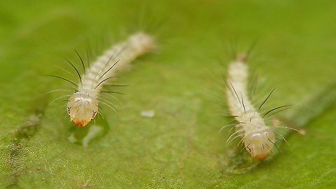 Noctuid(?) - 1st instar caterpillars (frontal) For details, refer to text with this image:
https://www.jungledragon.com/image/98216/noctuid_eggs.html Caterpillar,Jane's garden,Lepidoptera,Moth Week 2020