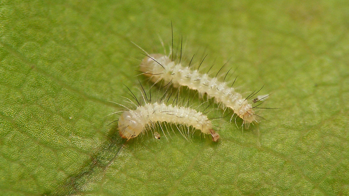 Noctuid(?) - 1st instar caterpillars (dorsal) For details, refer to text with this image:<br />
<figure class="photo"><a href="https://www.jungledragon.com/image/98216/noctuid_eggs_on_quercus_robur.html" title="Noctuid(?) eggs on Quercus robur"><img src="https://s3.amazonaws.com/media.jungledragon.com/images/3043/98216_thumb.jpg?AWSAccessKeyId=05GMT0V3GWVNE7GGM1R2&Expires=1769040010&Signature=gO%2FBVqLWYzhWtOd2wFrDsM11uVQ%3D" width="200" height="114" alt="Noctuid(?) eggs on Quercus robur Help with ID welcome ...<br />
Other images of same series:<br />
Eggs found 2020-06-11<br />
https://www.jungledragon.com/image/98218/noctuid_eggs_-_close-up.html<br />
Hatched 2020-06-16<br />
https://www.jungledragon.com/image/98217/noctuid_eggs_-_hatched.html<br />
https://www.jungledragon.com/image/98220/noctuid_-_1st_instar_caterpillars_dorsal.html<br />
https://www.jungledragon.com/image/98219/noctuid_-_1st_instar_caterpillars_frontal.html<br />
A few days later (2020-06-23)<br />
https://www.jungledragon.com/image/98221/noctuid_-_young_caterpillar.html Eggs,Jane's garden,Lepidoptera,Moth Week 2020,Ovae,Quercus robur" /></a></figure> Caterpillar,Jane's garden,Lepidoptera,Moth Week 2020