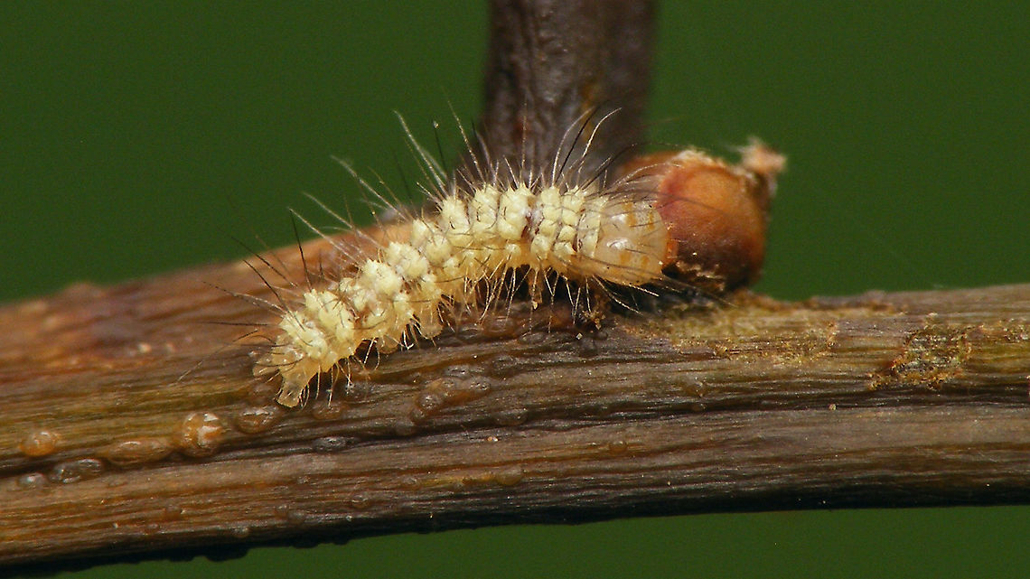 Noctuid(?) - Young caterpillar For details, refer to text with this image:<br />
<figure class="photo"><a href="https://www.jungledragon.com/image/98216/noctuid_eggs_on_quercus_robur.html" title="Noctuid(?) eggs on Quercus robur"><img src="https://s3.amazonaws.com/media.jungledragon.com/images/3043/98216_thumb.jpg?AWSAccessKeyId=05GMT0V3GWVNE7GGM1R2&Expires=1759968010&Signature=KhNqDvySNhKkIjTSBRrJCtNdhUg%3D" width="200" height="114" alt="Noctuid(?) eggs on Quercus robur Help with ID welcome ...<br />
Other images of same series:<br />
Eggs found 2020-06-11<br />
https://www.jungledragon.com/image/98218/noctuid_eggs_-_close-up.html<br />
Hatched 2020-06-16<br />
https://www.jungledragon.com/image/98217/noctuid_eggs_-_hatched.html<br />
https://www.jungledragon.com/image/98220/noctuid_-_1st_instar_caterpillars_dorsal.html<br />
https://www.jungledragon.com/image/98219/noctuid_-_1st_instar_caterpillars_frontal.html<br />
A few days later (2020-06-23)<br />
https://www.jungledragon.com/image/98221/noctuid_-_young_caterpillar.html Eggs,Jane&#039;s garden,Lepidoptera,Moth Week 2020,Ovae,Quercus robur" /></a></figure> Caterpillar,Jane's garden,Lepidoptera,Moth Week 2020