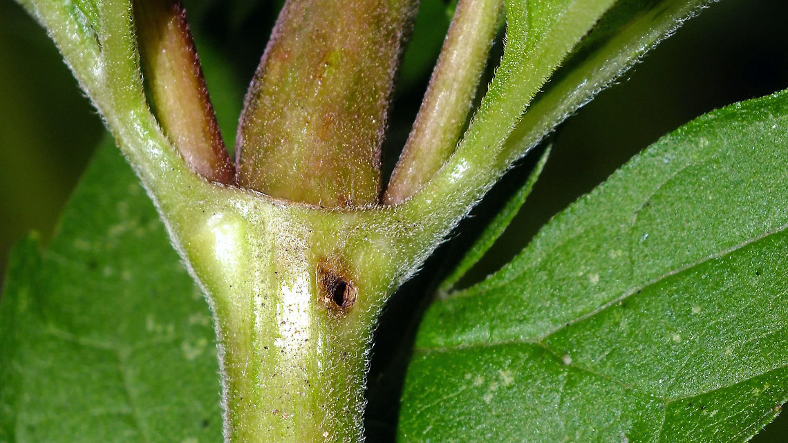 Adaina microdactyla - Exit hole on Eupatorium cannabinum The stems of Hemp-agrimony (Eupatorium cannabinum) can be locally swollen, especially on the junctions with the leafs, due to breeding chambers of the Plume moth Adaina microdactyla in the stem. After the moth emerges the situation is given away more clearly by the exit hole of the moth. The development of the moth seems to have little or no negative impact on the plant.  Adaina,Adaina microdactyla,Eupatorium cannabinum,Hemp-agrimony,Jane's garden,Lepidoptera,Moth Week 2020,Pterophoridae,Pterophorinae,Pterophoroidea,nl: Dwergvedermot,nl: Koninginnekruid