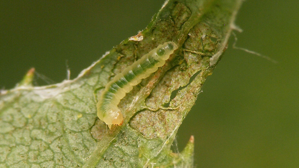 Caloptilia fidella - Caterpillar Close-up of caterpillar<br />
For more info refer to text with this image:<br />
<figure class="photo"><a href="https://www.jungledragon.com/image/98378/caloptilia_fidella_-_leaf_mine_and_roll.html" title="Caloptilia fidella - Leaf mine and roll"><img src="https://s3.amazonaws.com/media.jungledragon.com/images/3043/98378_thumb.jpg?AWSAccessKeyId=05GMT0V3GWVNE7GGM1R2&Expires=1759968010&Signature=LqNm1Npv13VCh63rgNQe27qw%2FMo%3D" width="200" height="114" alt="Caloptilia fidella - Leaf mine and roll My Moth for today :o) [Moth Week 2020]<br />
Caloptilia fidella develops on Common Hop (Humulus lupulus), at first in a leaf mine branching off of the main vein. Later the caterpillar leaves the mine and spins a protective roll from the tip of the leaf (or other part of the margin) where it feeds on the inside for a while. It may later abandon this case/roll and create another one for fresh food, before pupating.<br />
<br />
Close-up of same mine, both sides of the leaf: <br />
https://www.jungledragon.com/image/98375/caloptilia_fidella_-_leaf_mine.html<br />
Close-up of rolled leaf-tip - note how the side is neatly closed for protection too! <br />
<br />
https://www.jungledragon.com/image/98376/caloptilia_fidella_-_leaf_roll.html<br />
The rolled leaf tip opened up to show the tiny caterpillar: <br />
<br />
https://www.jungledragon.com/image/98377/caloptilia_fidella_-_leaf_roll_opened_to_show_caterpillar.html<br />
Close-up of the same caterpillar: <br />
<br />
https://www.jungledragon.com/image/98374/caloptilia_fidella_-_caterpillar.html<br />
Different leaf/individual on the same plant (same species of moth):<br />
<br />
https://www.jungledragon.com/image/98404/caloptilia_fidella_-_mine_leaf_fold_and_caterpillar.html Caloptilia,Caloptilia fidella,Geotagged,Gracillariidae,Gracillariinae,Gracillarioidea,Humulus lupulus,Lepidoptera,Moth Week 2020,Netherlands,leaf mine,leaf roll,nl: Hop,nl: Hopsteltmot" /></a></figure> Caloptilia,Caloptilia fidella,Caterpillar,Gracillariidae,Gracillariinae,Gracillarioidea,Lepidoptera,Moth Week 2020,nl: Hopsteltmot
